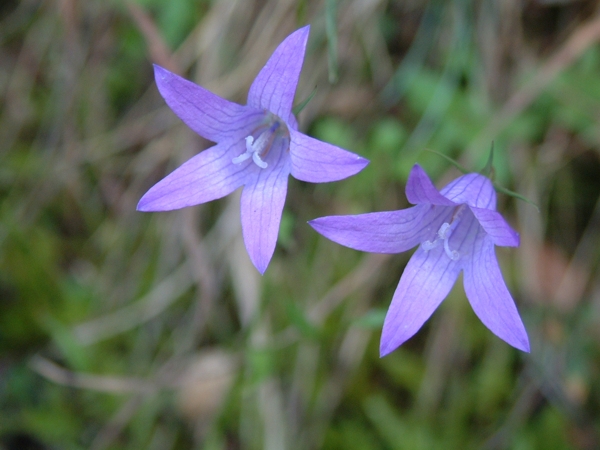 Campanula rapunculus
